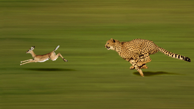 Eine Thomson-Gazelle wird gejagt.