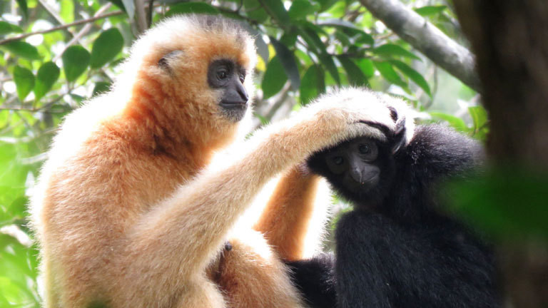 Ein Hainan-Schopfgibbon laust einen jüngeren