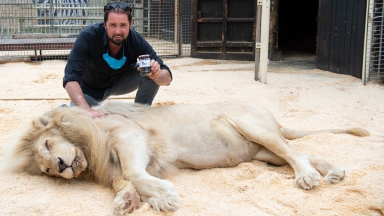 Martin Lacey mit einem Löwen des Circus Krone