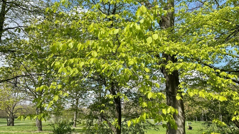 Eine Gemeine Hainbuchen im Berliner Park Hasenheide.