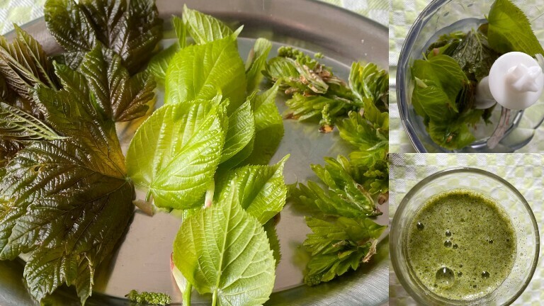 Smoothie aus Spitzahorn, Linden- und Eichenblättern und Apfelsaft.