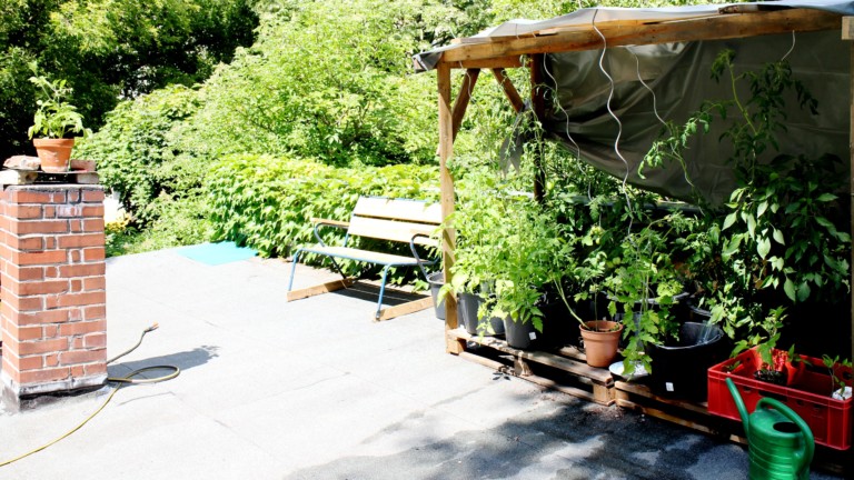 Tomatenanbau auf Werkstattdach