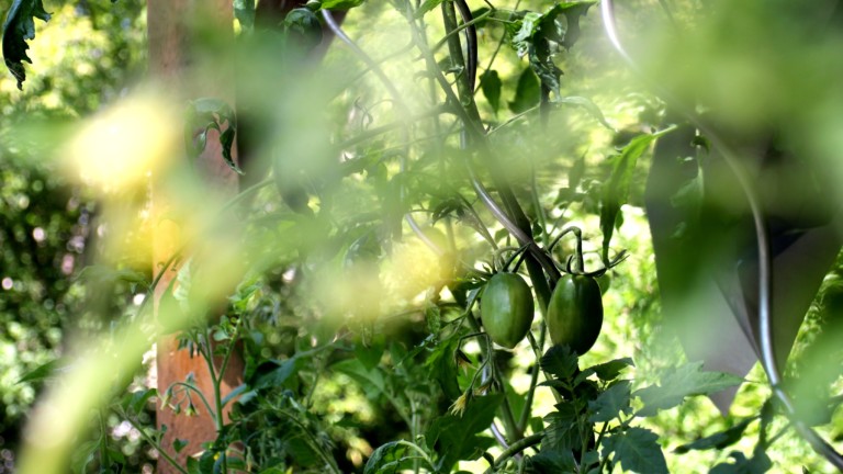 Grüne Tomaten im Strauch
