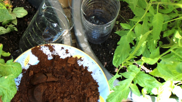 Kaffeesatz als Tomatendünger
