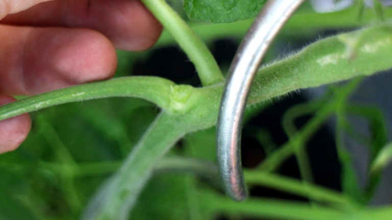 Ausgeizen von Tomatentrieben