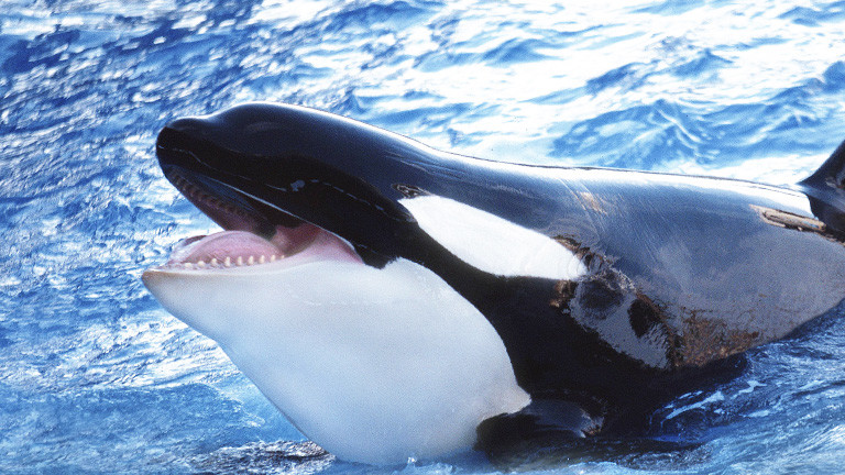 Orca