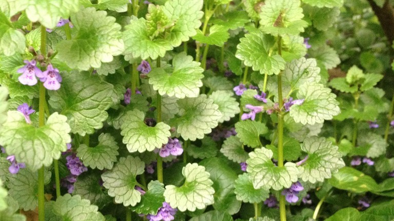 Gundermann mit kleinen lila Blüten