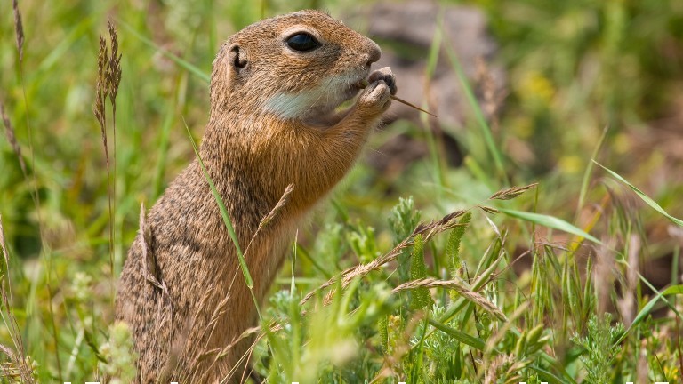 Ein Ziesel knabbert an Grassamen