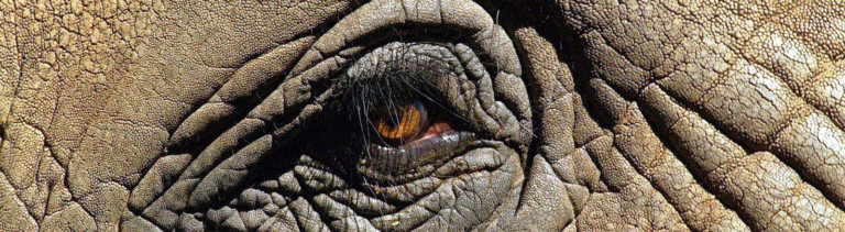 Nahaufnahme eines Elefantenauges (Afrikanischer Elefant)