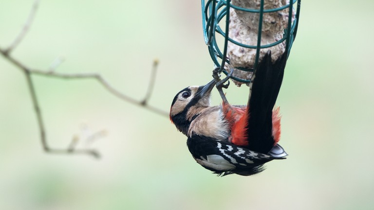 Ein Buntspecht hängt am Vogelfutter und frisst.