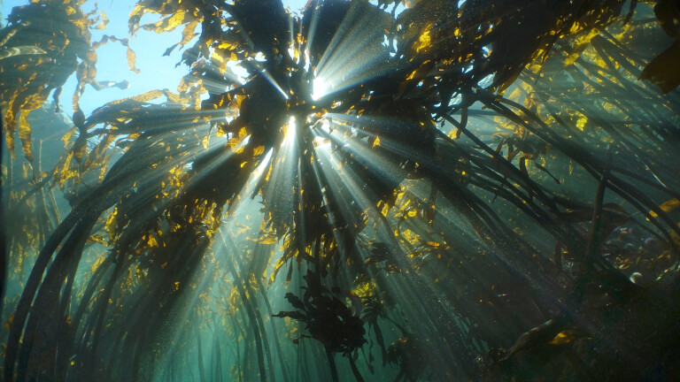 Tauchen im Kelp-Wald