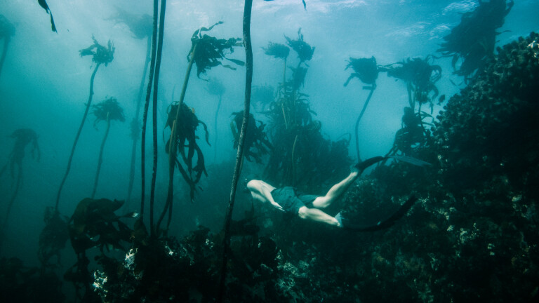 Tauchen im Kelp-Wald
