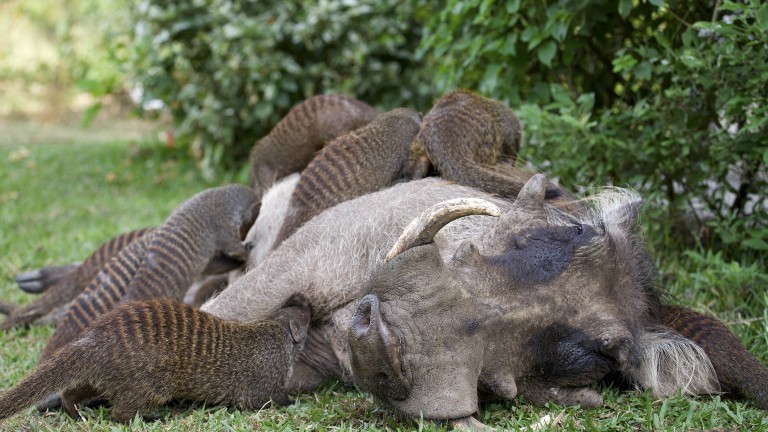 Zebramangusten essen die Zecken auf einem liegenden Warzenschwein