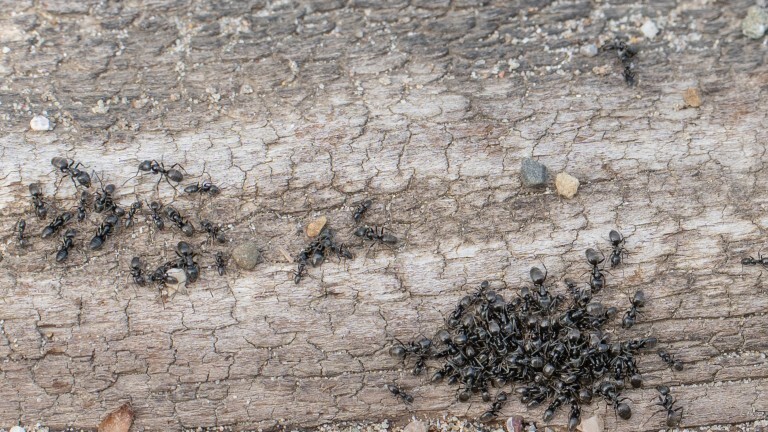 Ameisen der Stadt Kehl