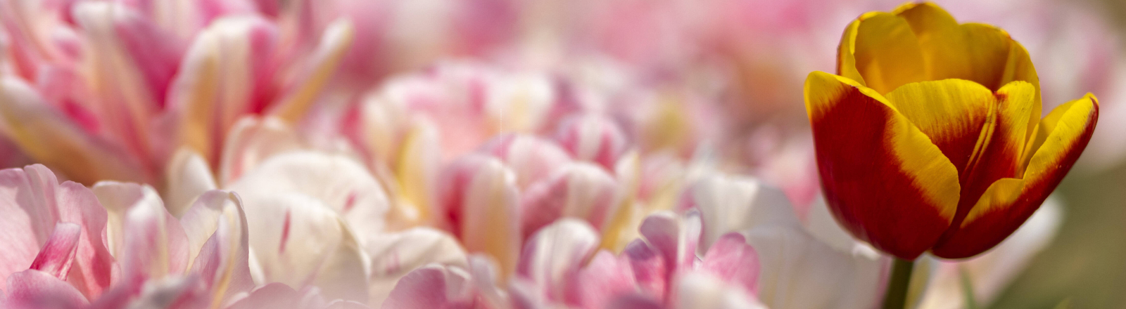 Eine tanzt wieder aus der Reihe: Tulpenfeld in Grevenbroich 21.04.2021
