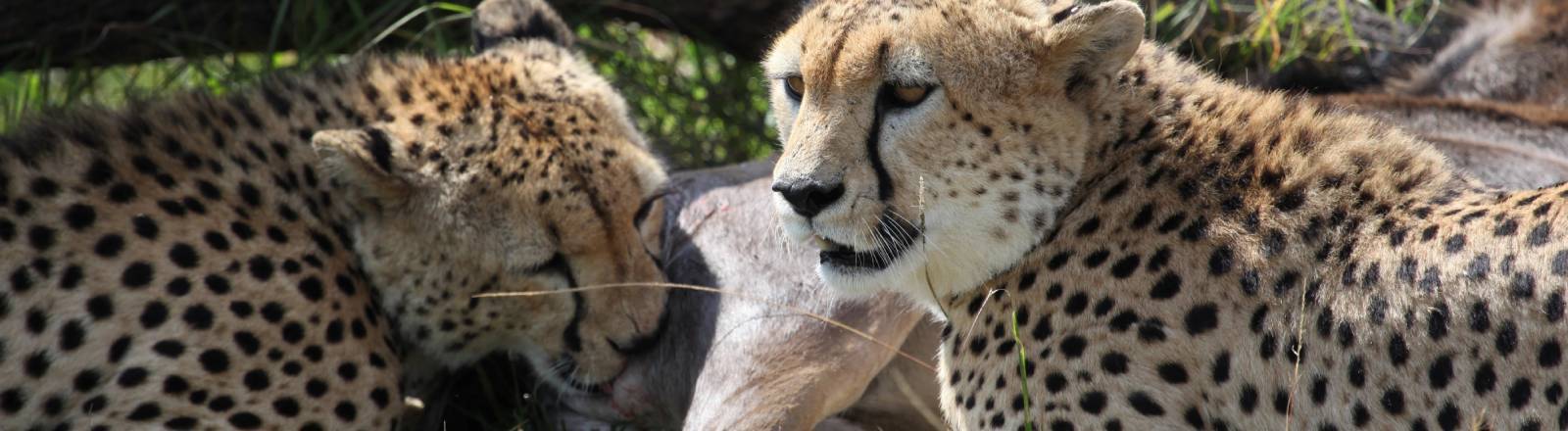 Zwei Geparden, die sich auf den Ebenen der Serengeti in Tansania darauf vorbereiten, ein wanderndes Gnu-Kalb zu verspeisen.