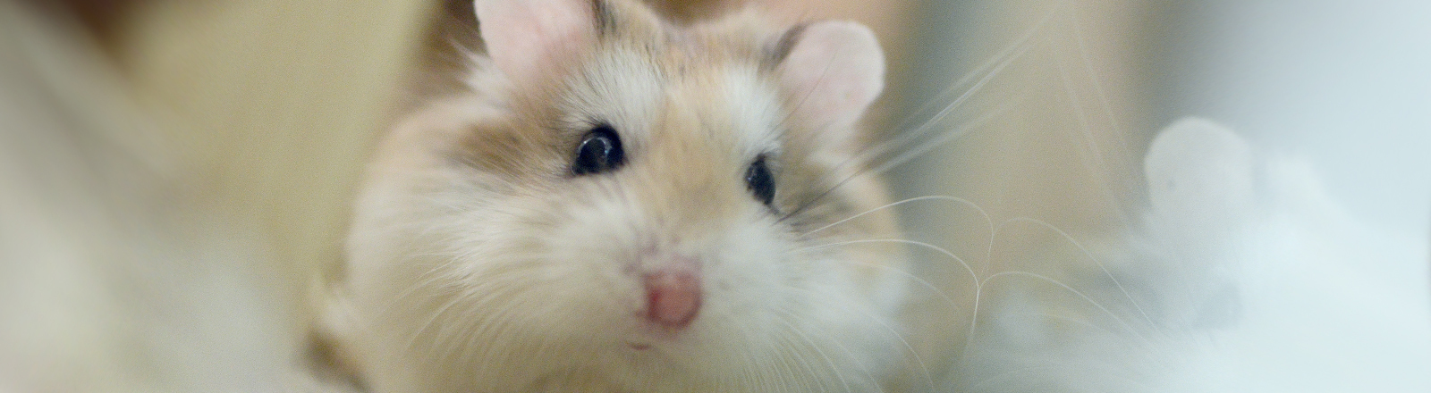Ein Dsungarischer Zwerhamster (Phodopus sungorus) sitzt in seinem Käfig.