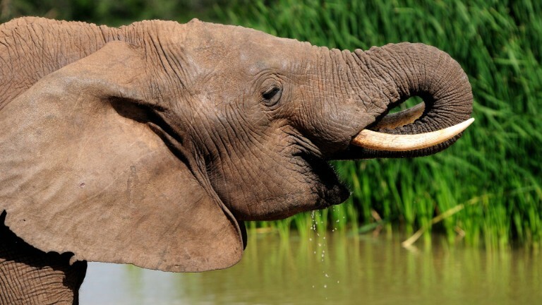 Ein Elefant trinkt aus einem Wasserloch 30.04.2022