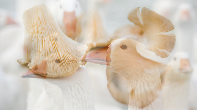 Austernpilze und Gänse: Die Keulen der Tiere lassen sich mit Hilfe von Reispapier formecht nachbilden.