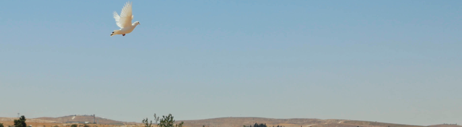 Eine Taube fliegt über der West Bank