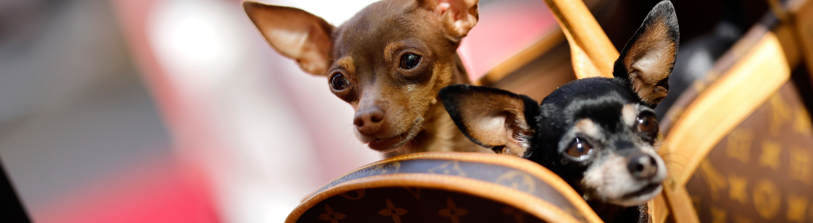 Zwei Chihuahua Hunde schauen aus einer Tasche