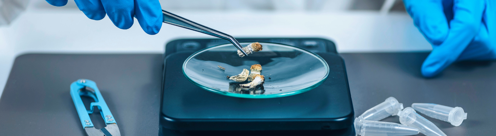 Drogen im Labor: Pilze mit dem Wirkstoff Psylocibin auf einer Wage