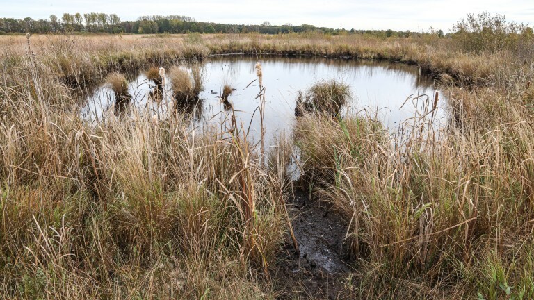 Moorlandschaft mit Gras und Schilf und einem Tümpel.