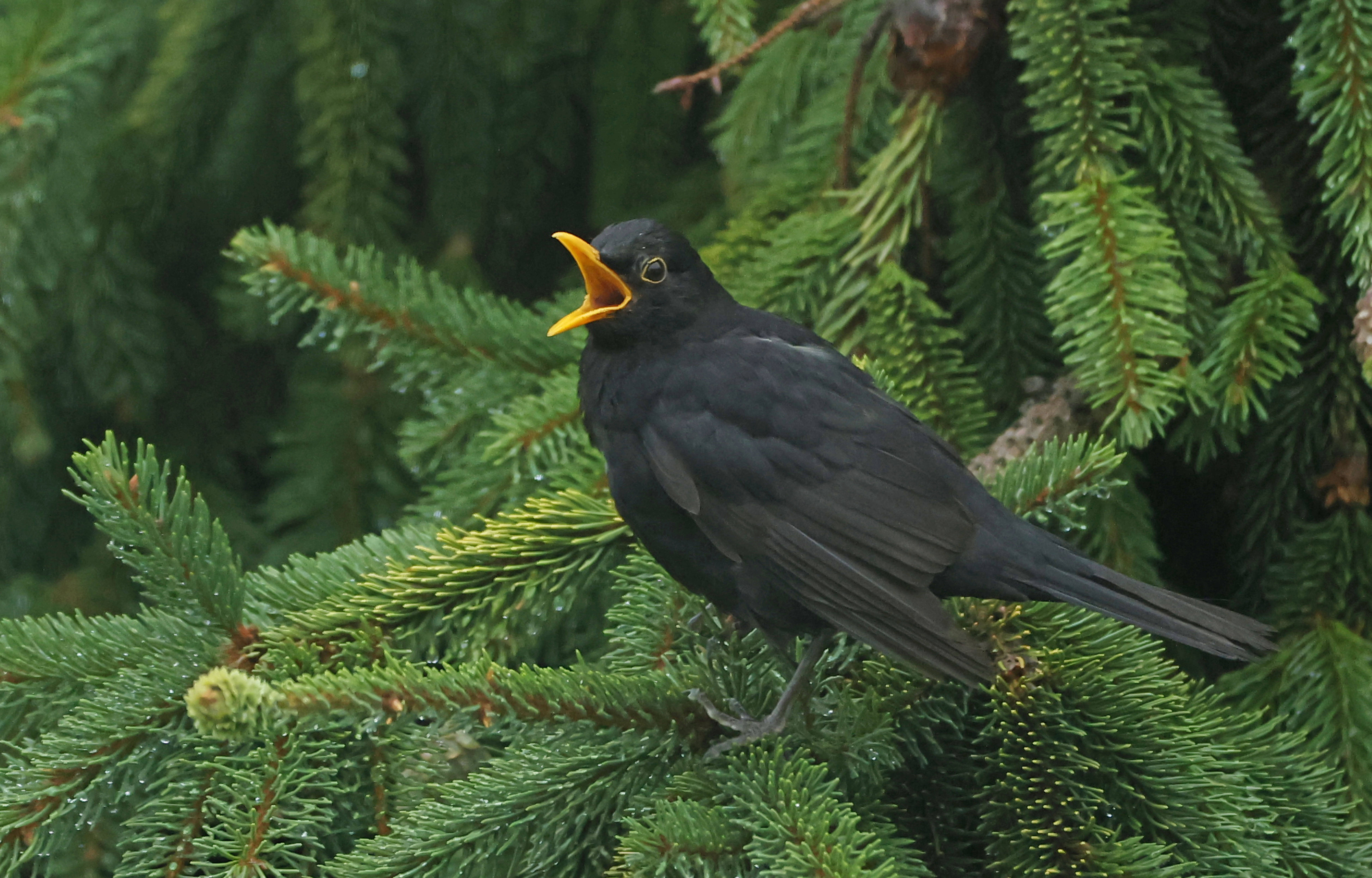 Ein Amsel-Männchen mit schwarzem Gefieder und orangem Schnabel sitzt in einem Nadelbaum und singt.