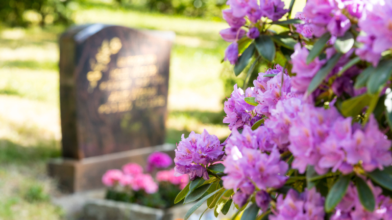 Rhododendron in Blüte, im Hintergrund ein Grab, Friedhof Riesa, Sachsen