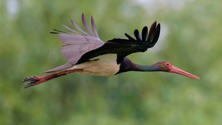 Schwarzstorch bei einem Flug in Niedersachsen
