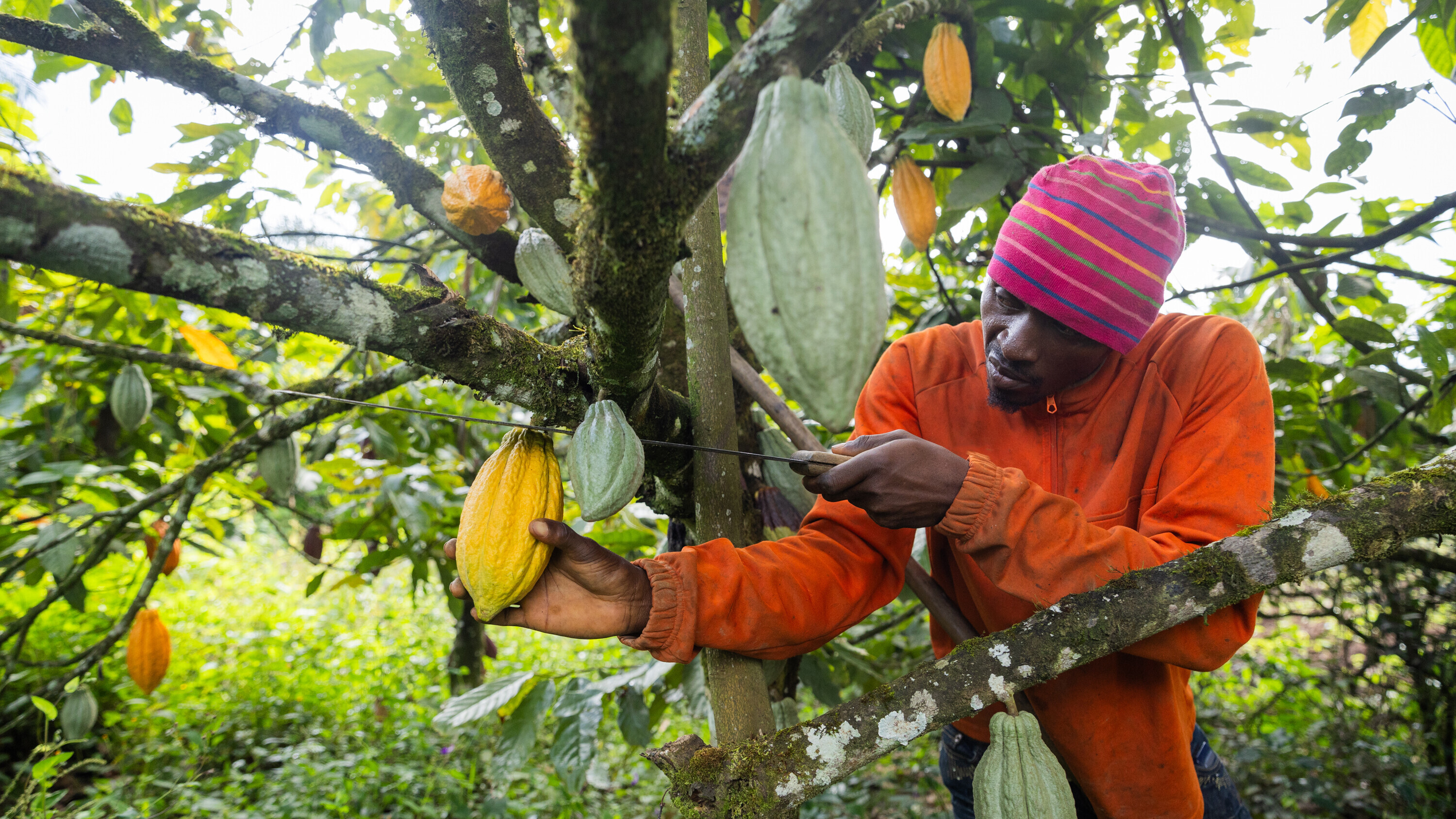 Ein Landwirt pflückt während der Ernte in Kamerun eine Kakaoschote vom Baum.