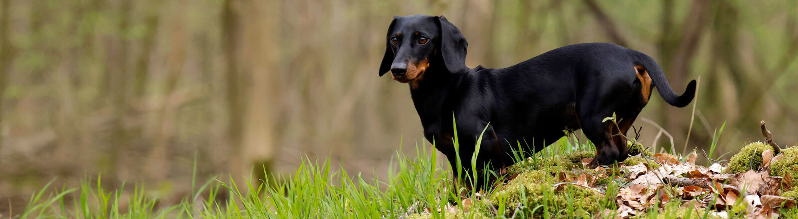 Ein deutscher Kurzhaar-Dackel im Wald.