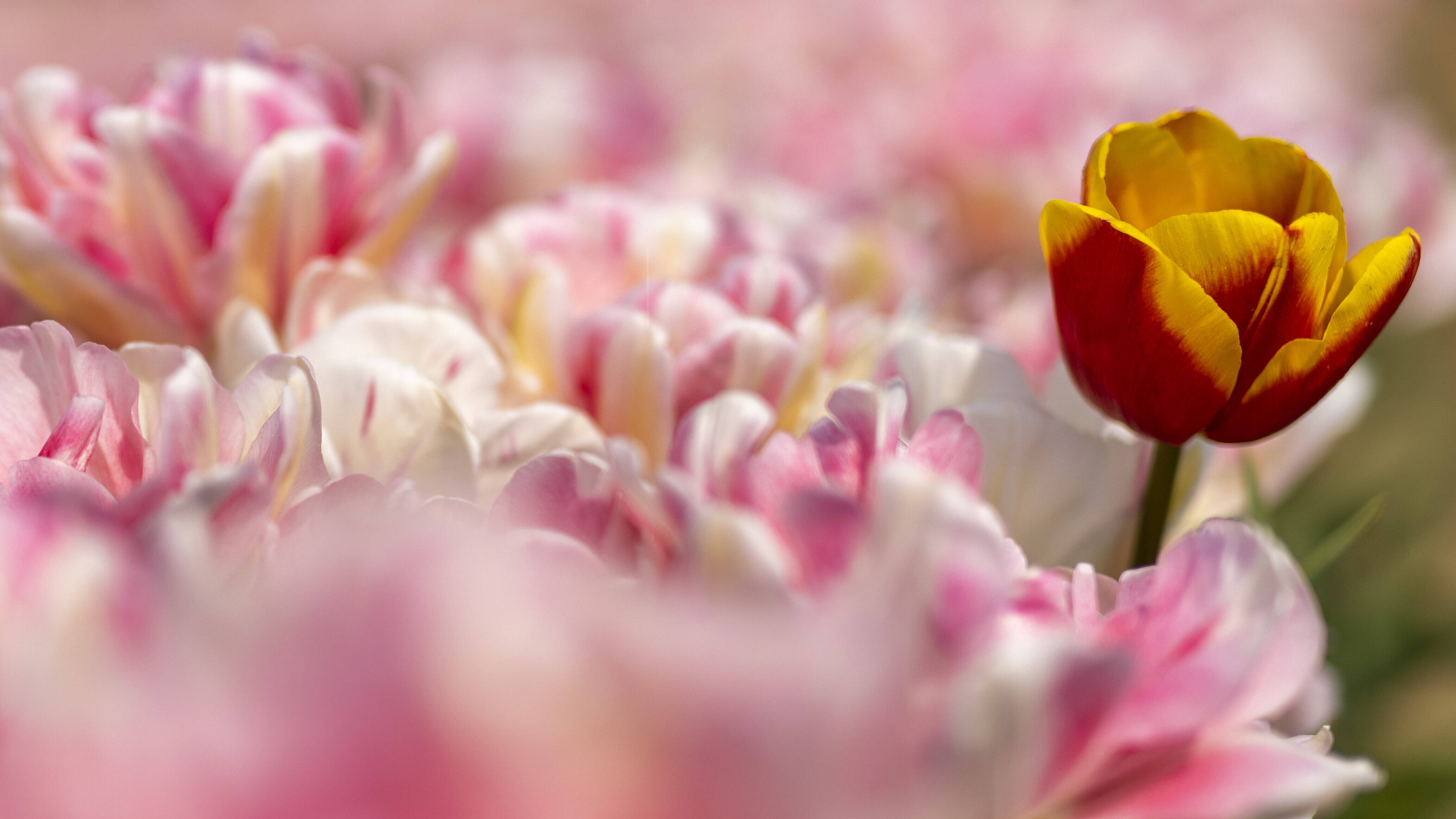Eine tanzt wieder aus der Reihe: Tulpenfeld in Grevenbroich 21.04.2021