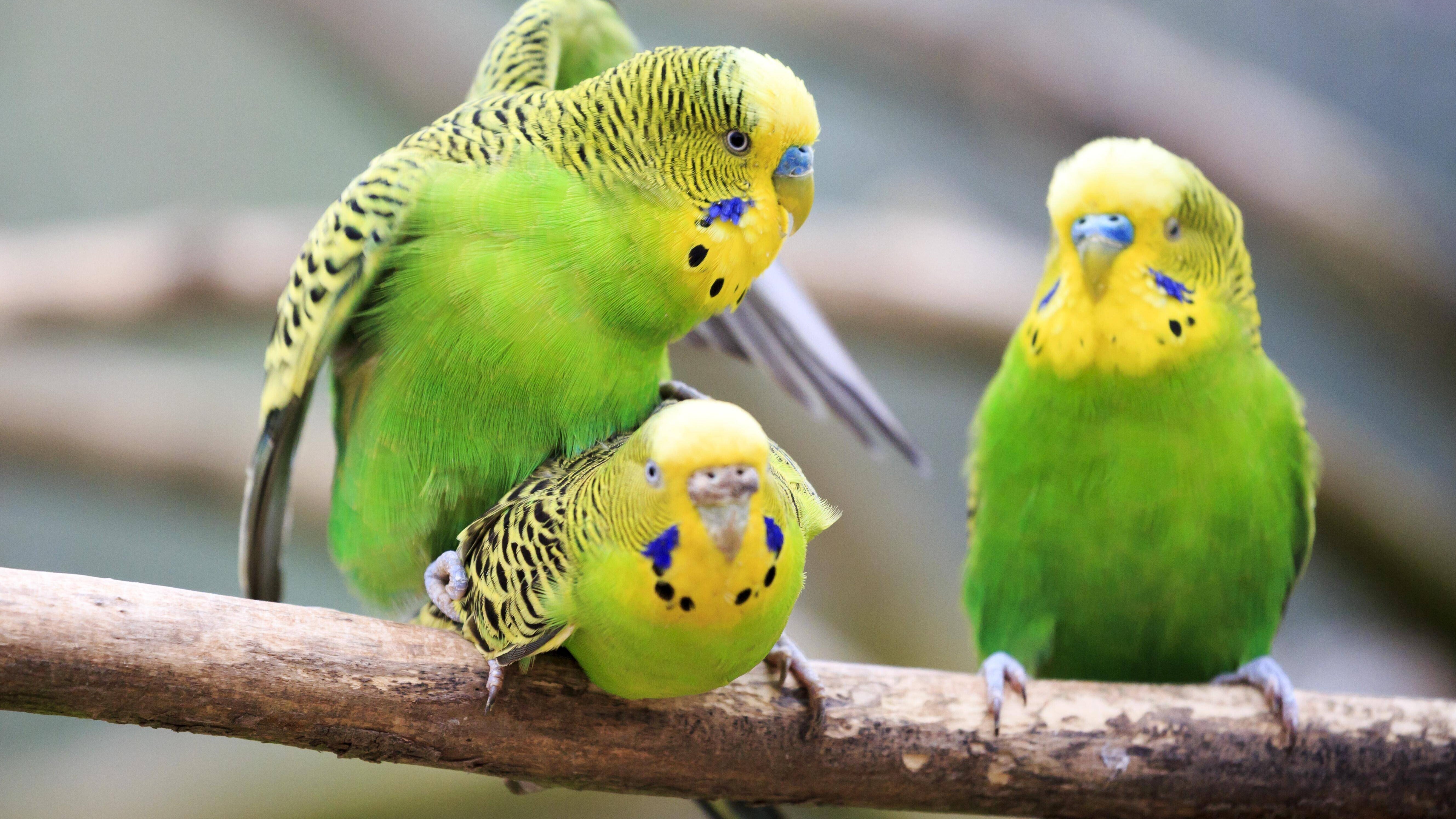 Zwei Wellensittiche haben Sex, ein dritter schaut zu