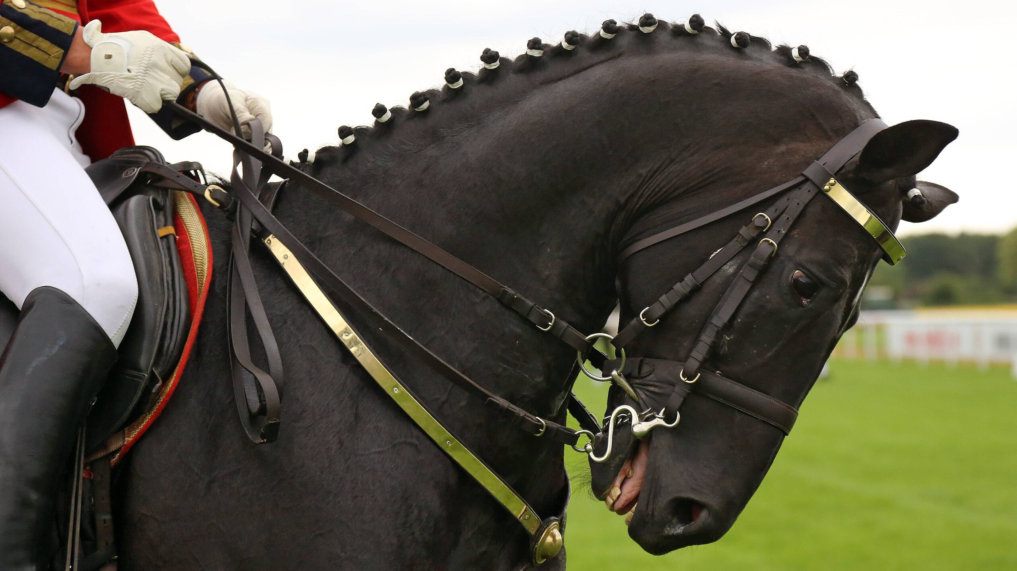 Dressurpferd im Portrait