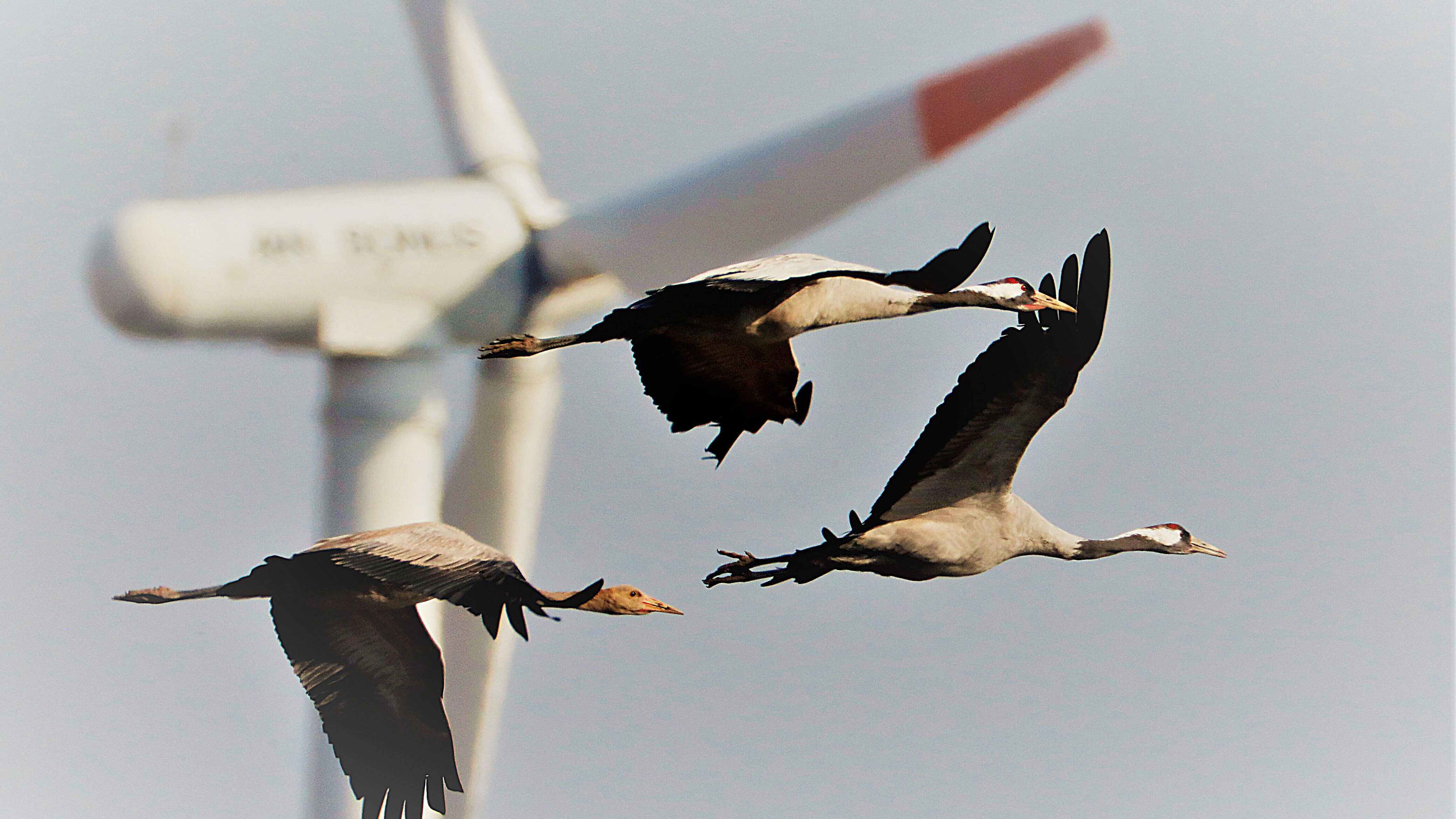 Drei Kraniche im Flug, im Hintergrund ein Windrad