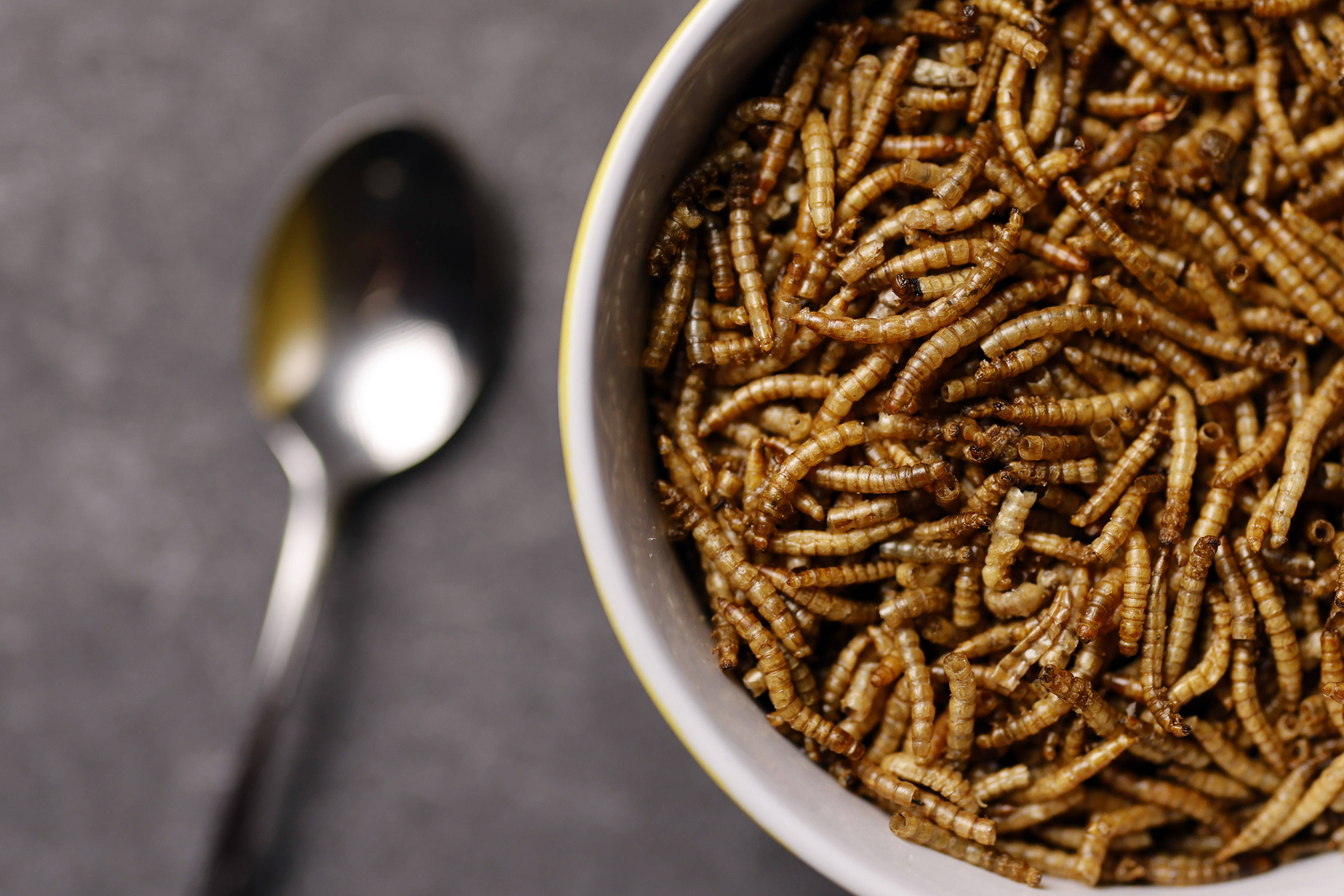 Ein Teller ist gefüllt mit Mehlwürmern. Die Insekten sind in der EU als Lebensmittel zugelassen. Daneben liegt ein Löffel.