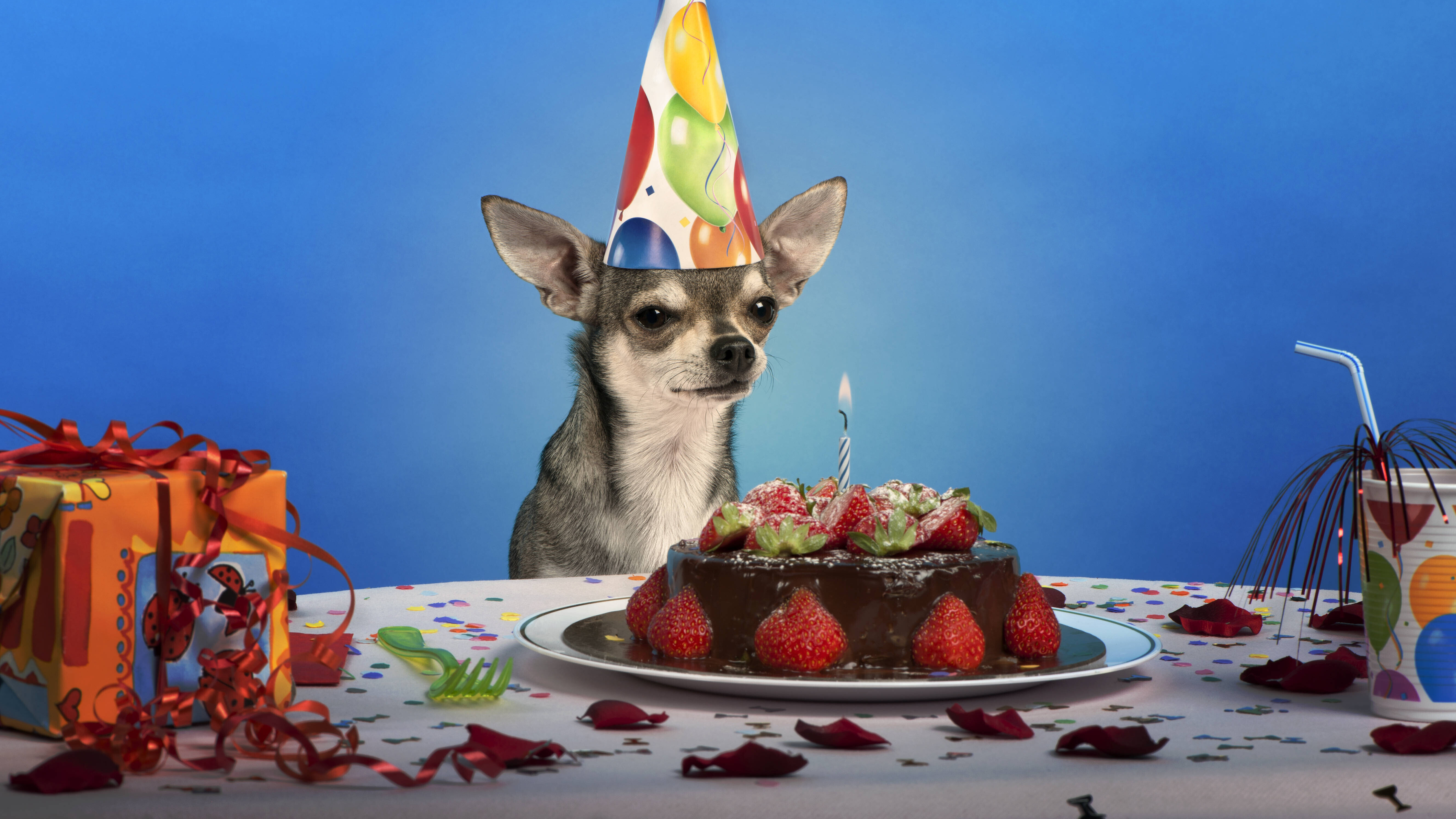 Ein Hund mit einem Partyhütchen sitzt vor einer Torte