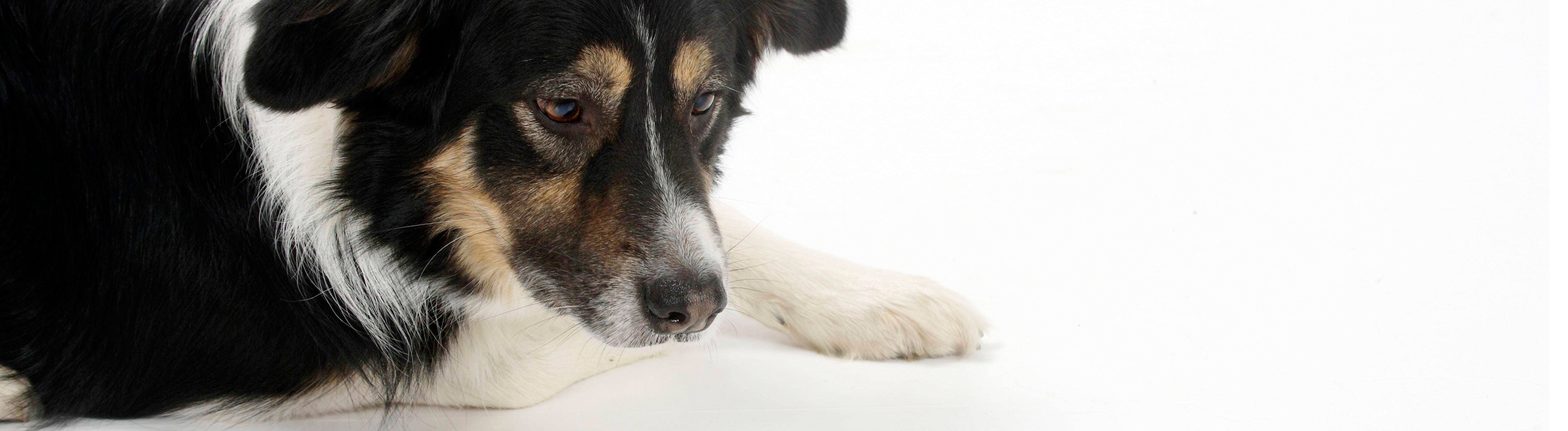 Hund (Border Collie) schaut auf Leckerli