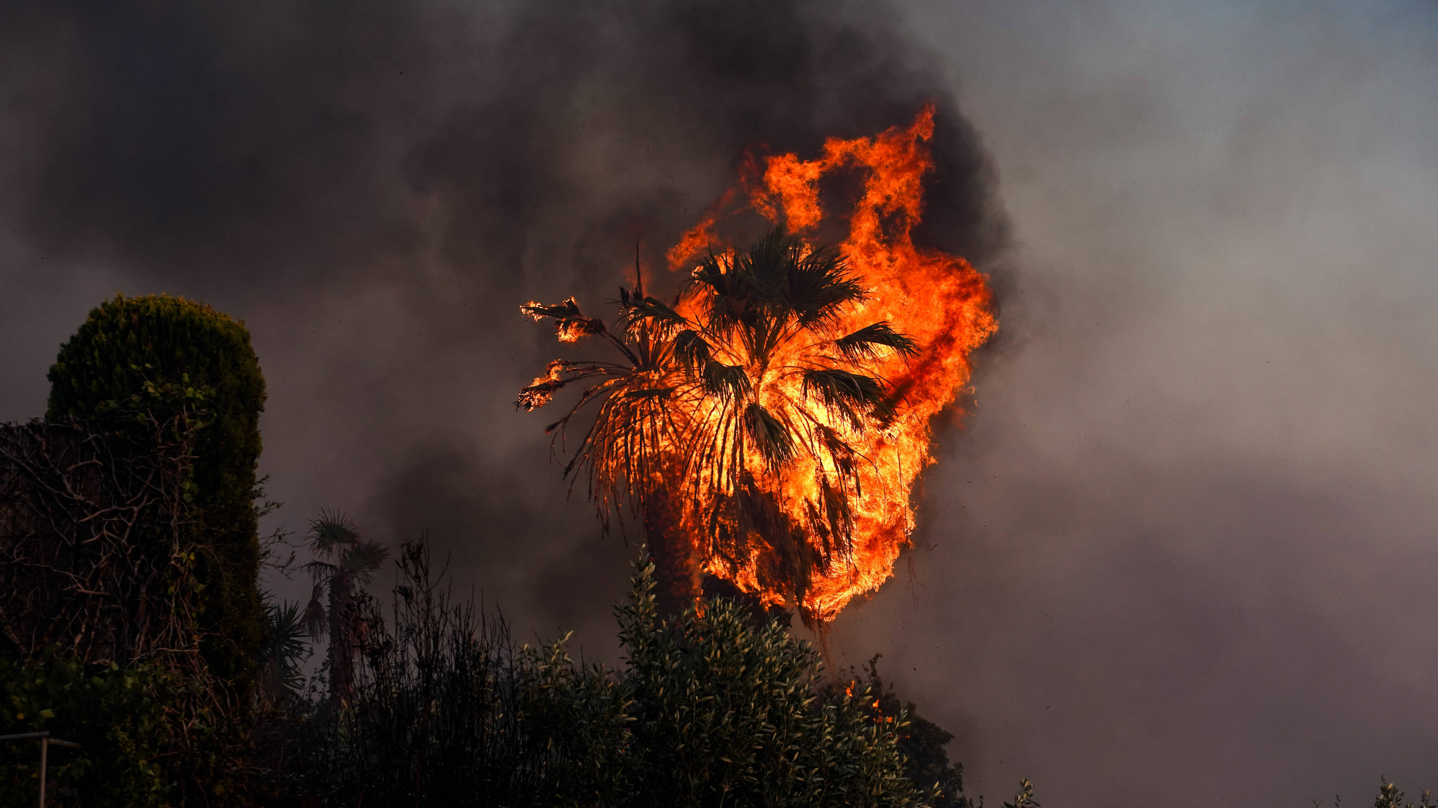 Waldbrand erfasst Baum: 2023 brannte es in der Nähe des griechischen Attica