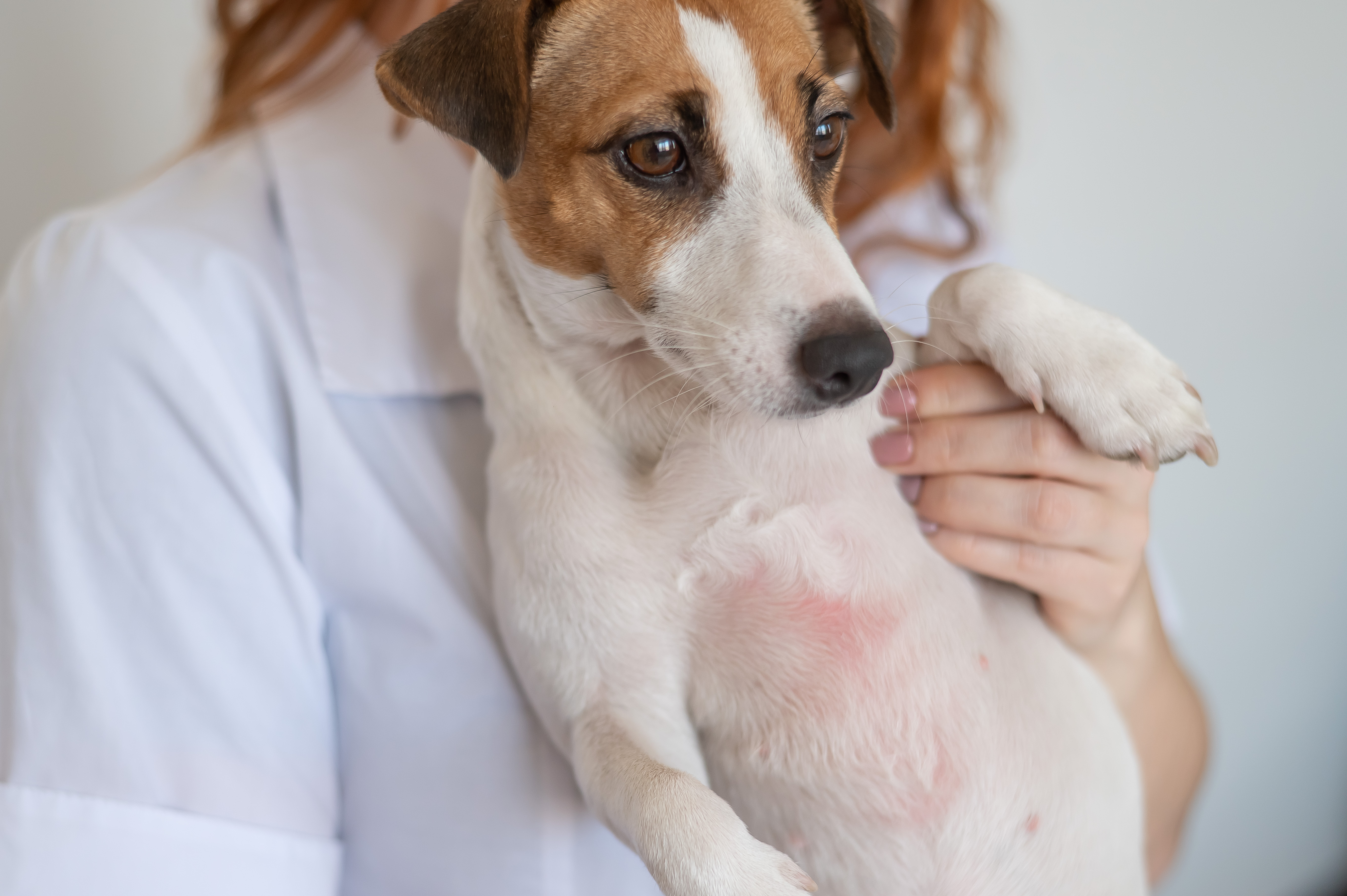 Ein Hund zeigt eine allergische Reaktion an der Bauchhaut