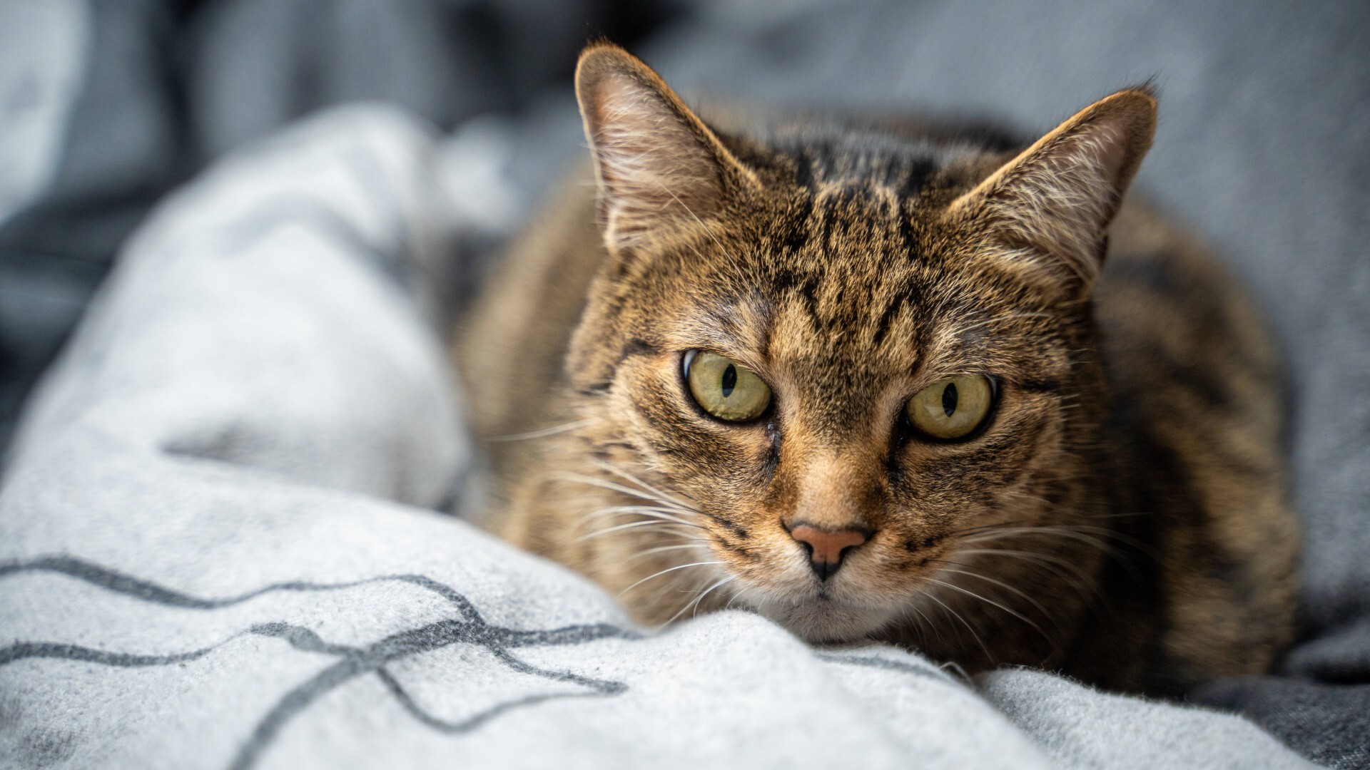 Eine getigerte Katze liegt in einem Bett.