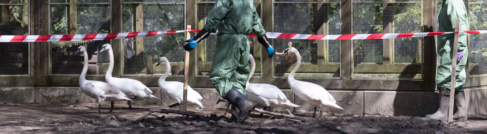 Vogelgrippe-Einsatz in der Pflegestation für Greif- und Wasservögel Paasmühle