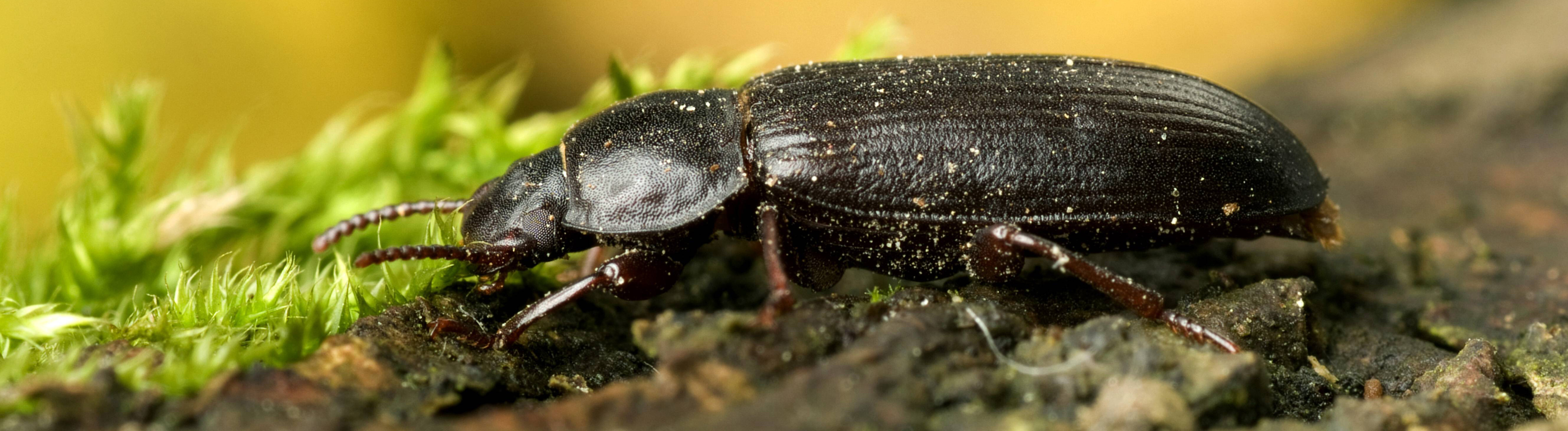 Mehlkaefer, Gelber Mehlkaefer (Tenebrio molitor), sitzt auf einem Ast
