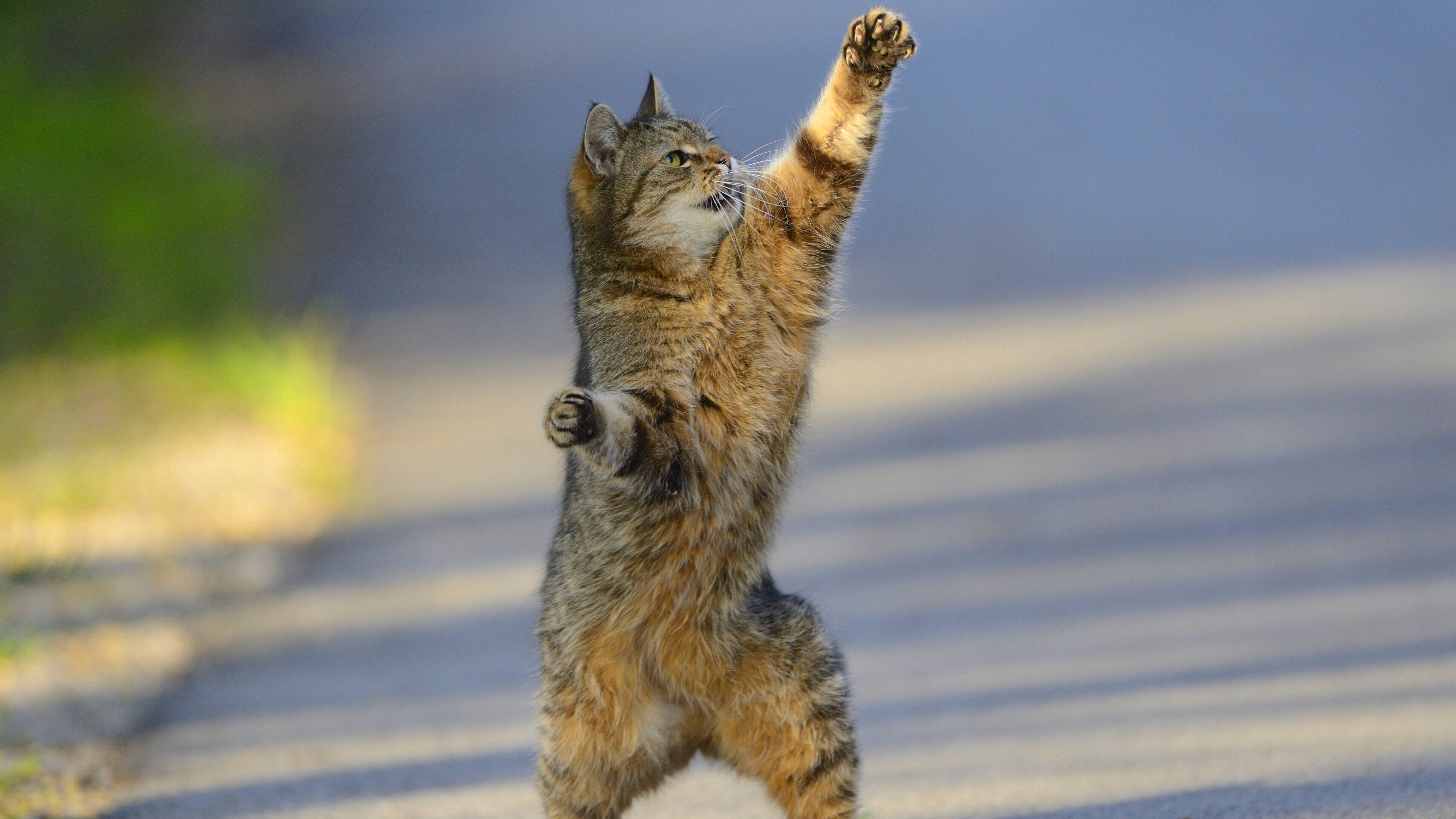 Katze in Kampfposition