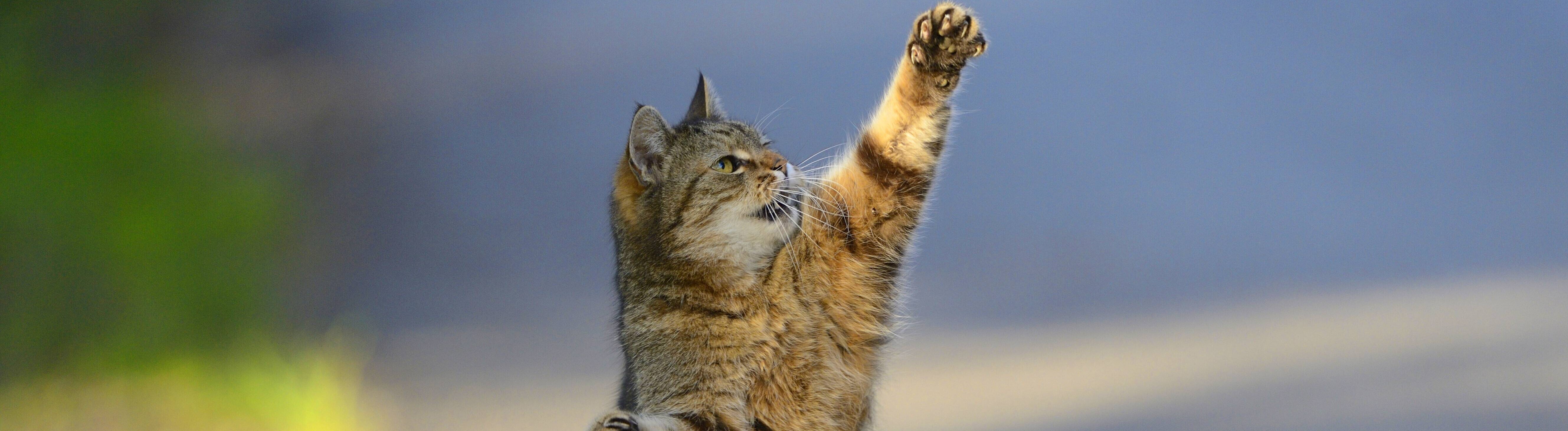 Katze in Kampfposition