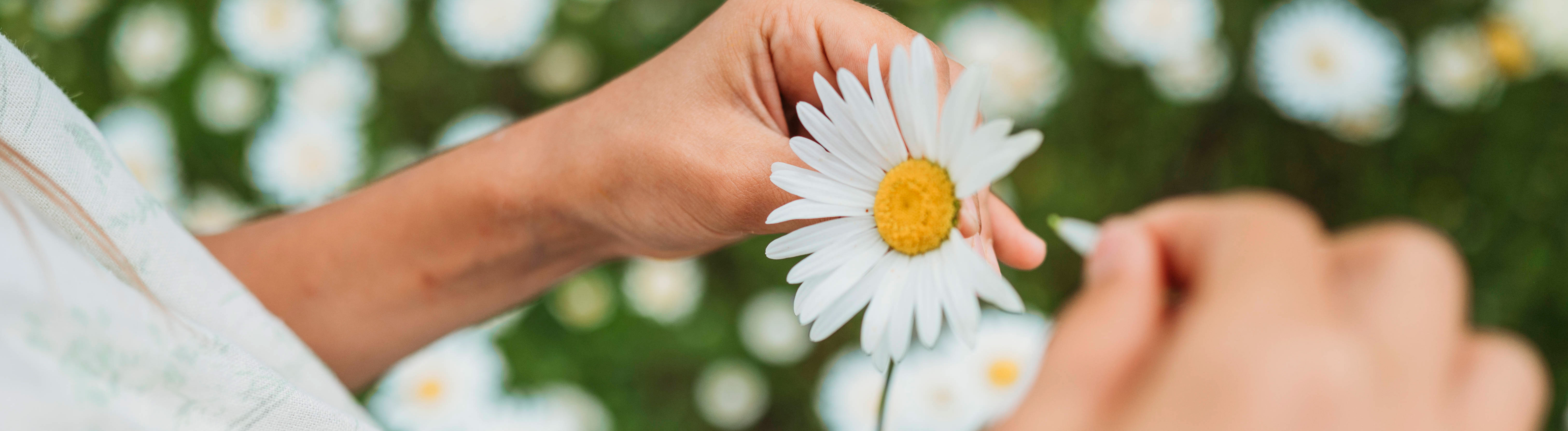 Die Hände einer Frau, die die Blätter einer Blüte ausrupfen.