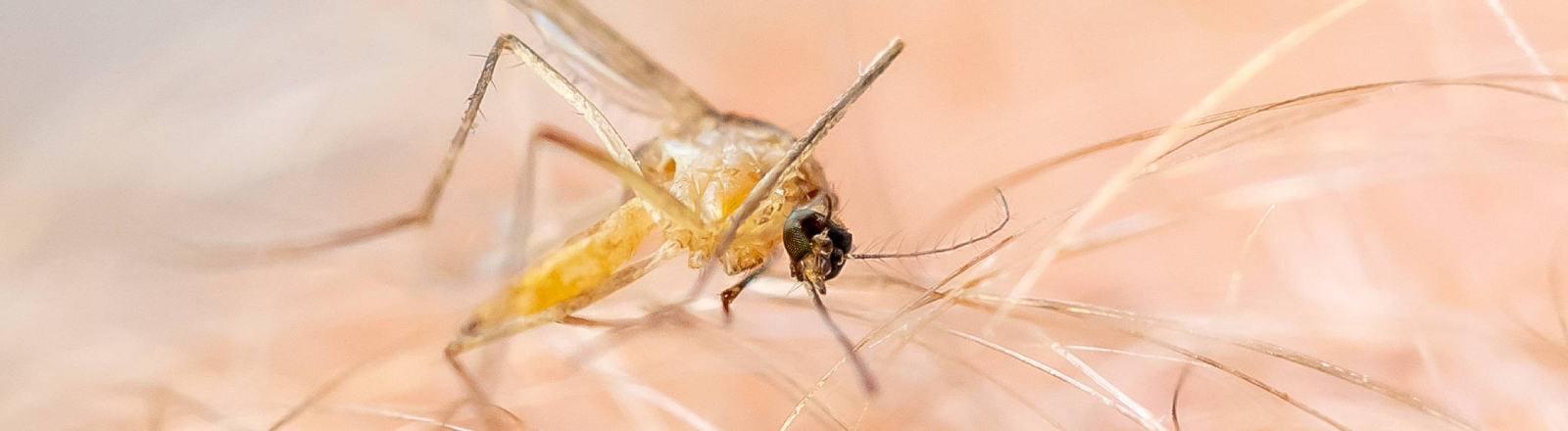 Stechmücken (Culicidae) in Oranienburg am 07.08.2024