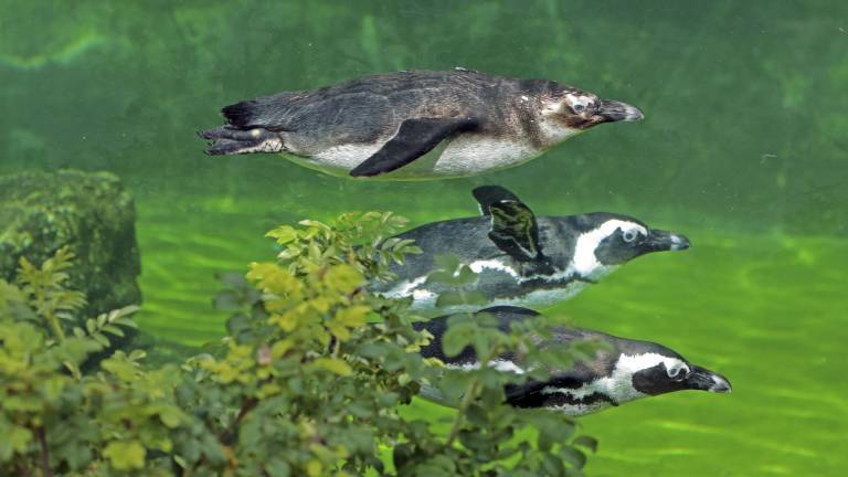 Drei afrikanische Brillenpinguine schwimmen durchs Meer.