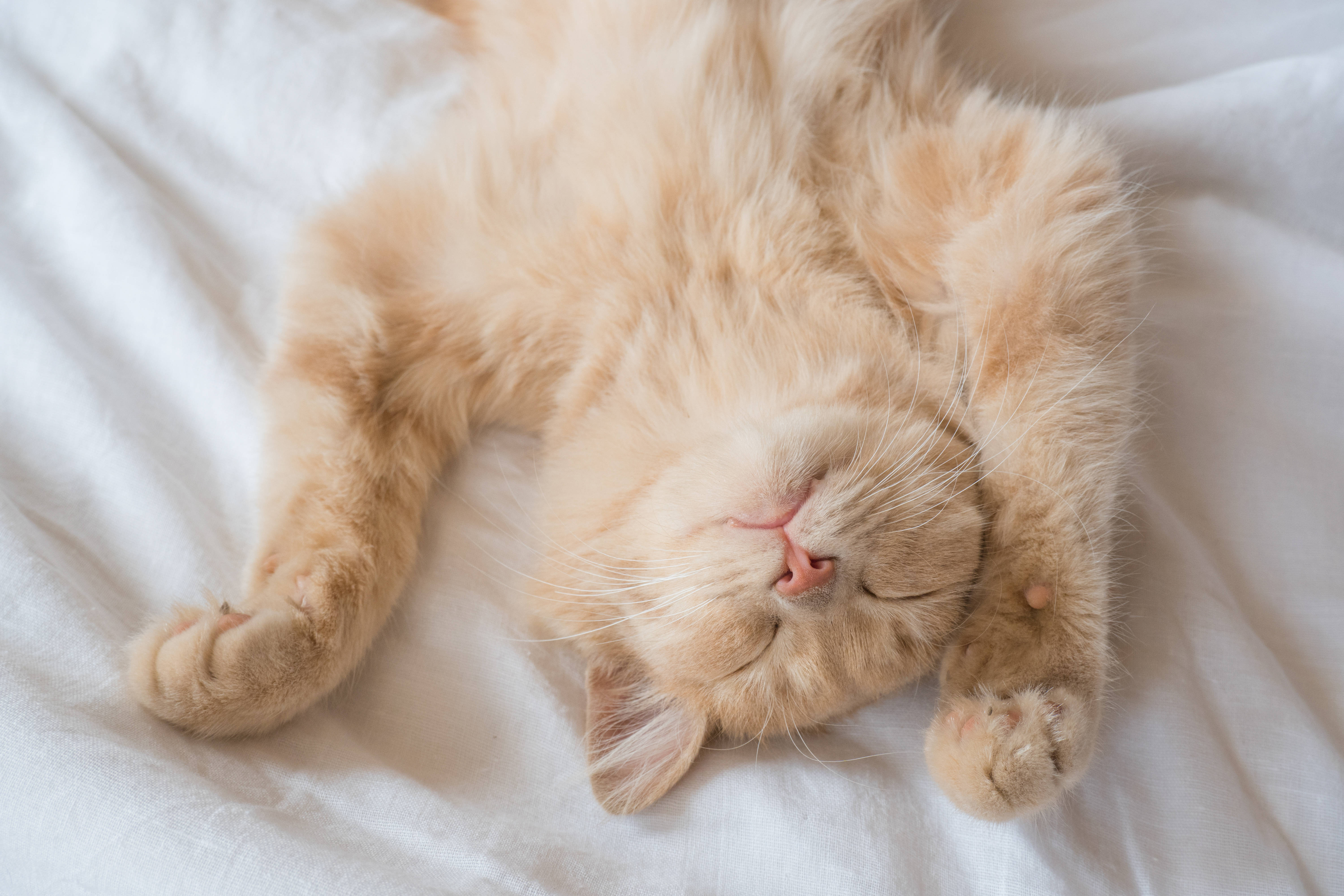 Foto einer rot-getigerten, flauschigen, jungen Hauskatze, die mit geschlossenen Augen auf einer weißen Decke auf dem Rücken liegt und offenbar schläft